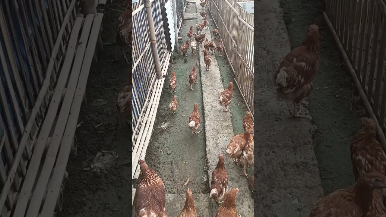 Ayam Petelur Umbaran#usahaternak#usahaternakayam#ternakayam#usahamandiri#usahamenjanjikan