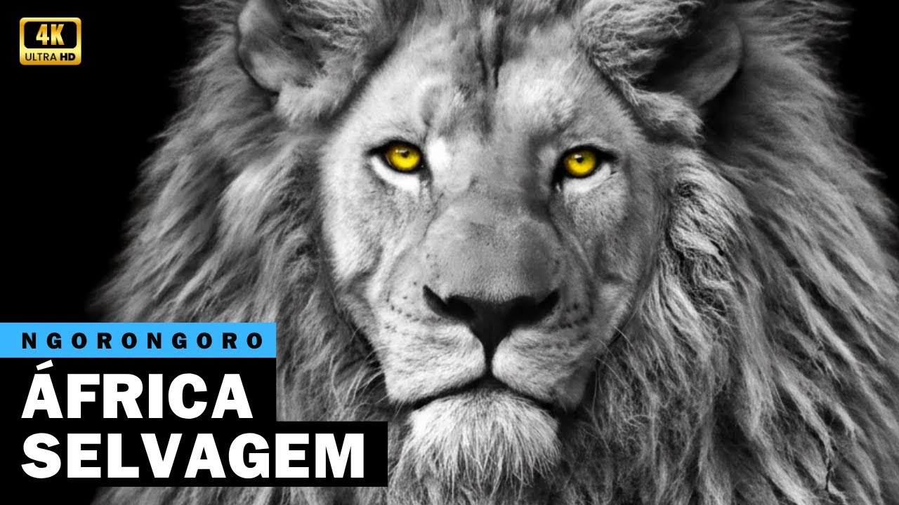 Documentário África Selvagem | Os Guardiões da Cratera de Ngorongoro