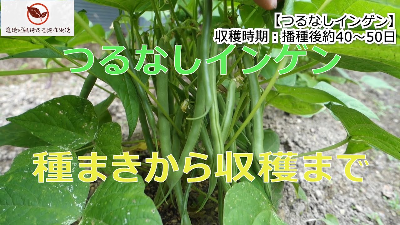 つるなしインゲン 種まきから収穫まで 6/12 【意地で維持する畑作生活】