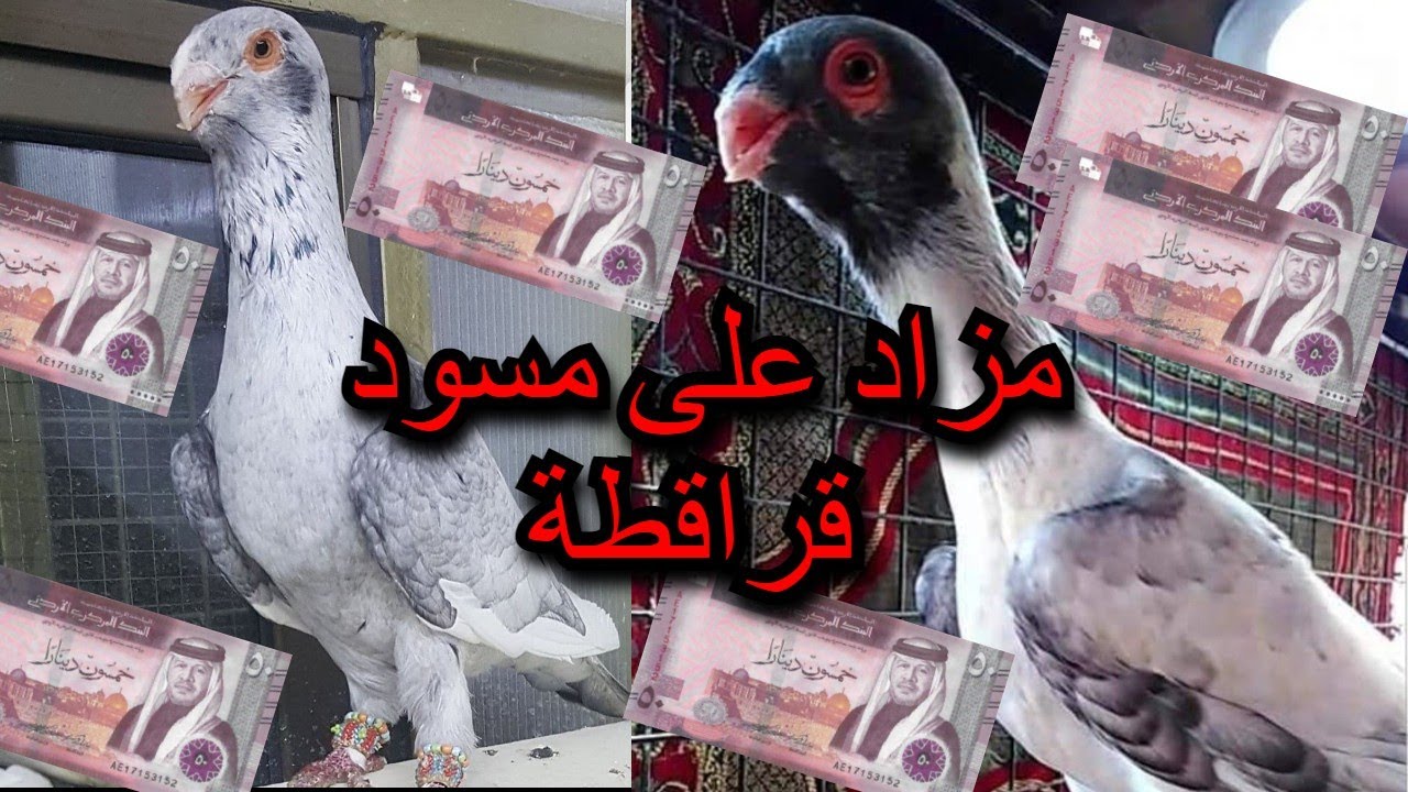 اسعار الحمام في الاردن مزاد على طيور حمام كش عروق شامية مزاد ابو ملحم التعمري للطيور