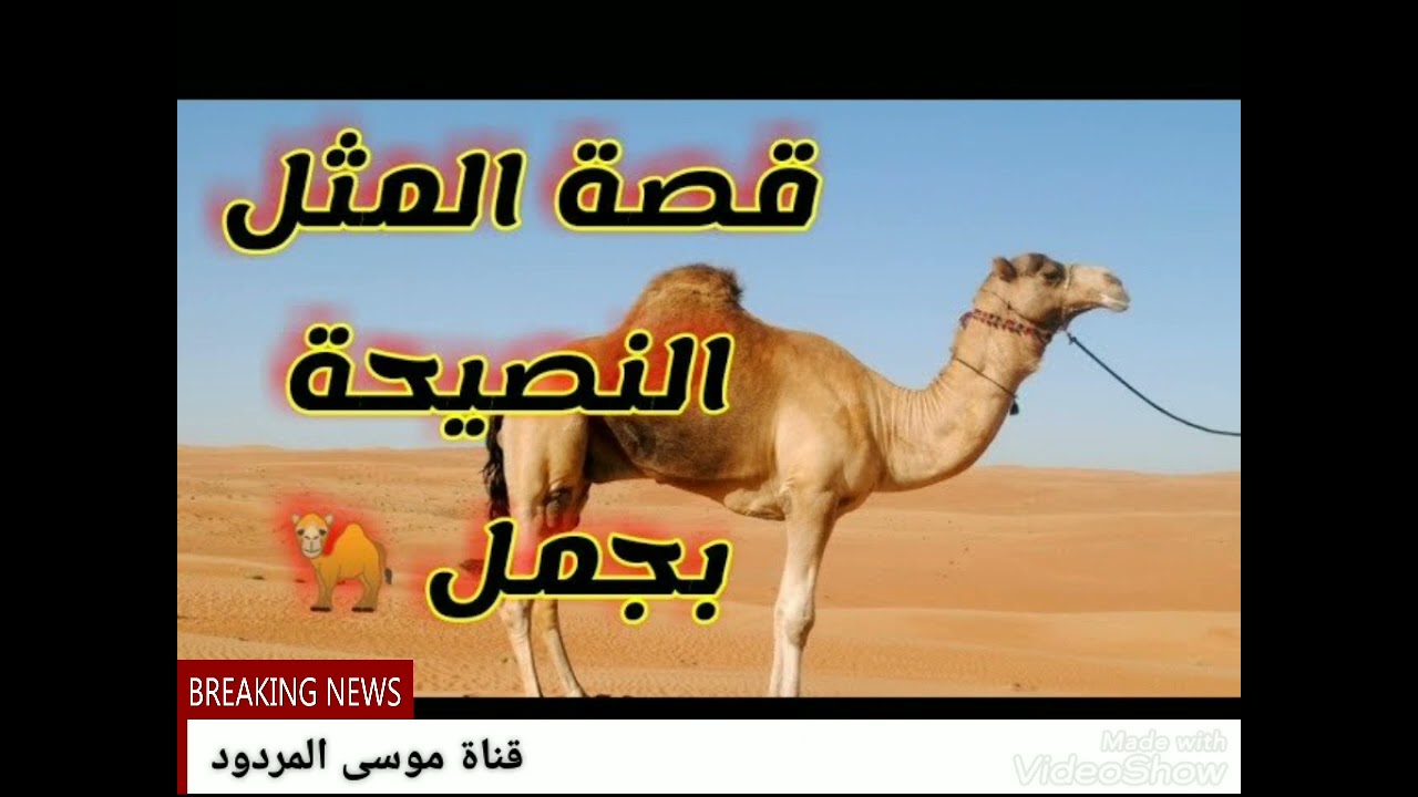 قصة المثل النصيحة بجمل الشاعر موسى المردود