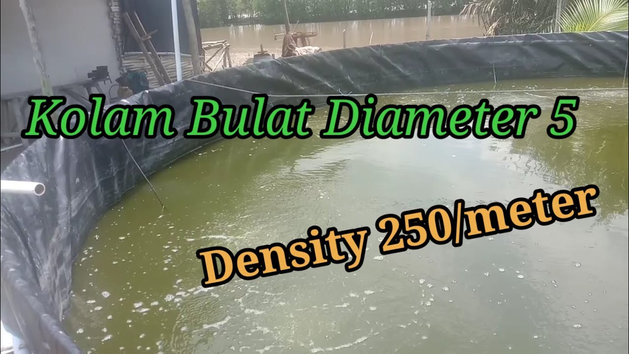 Vaname kolam bulat