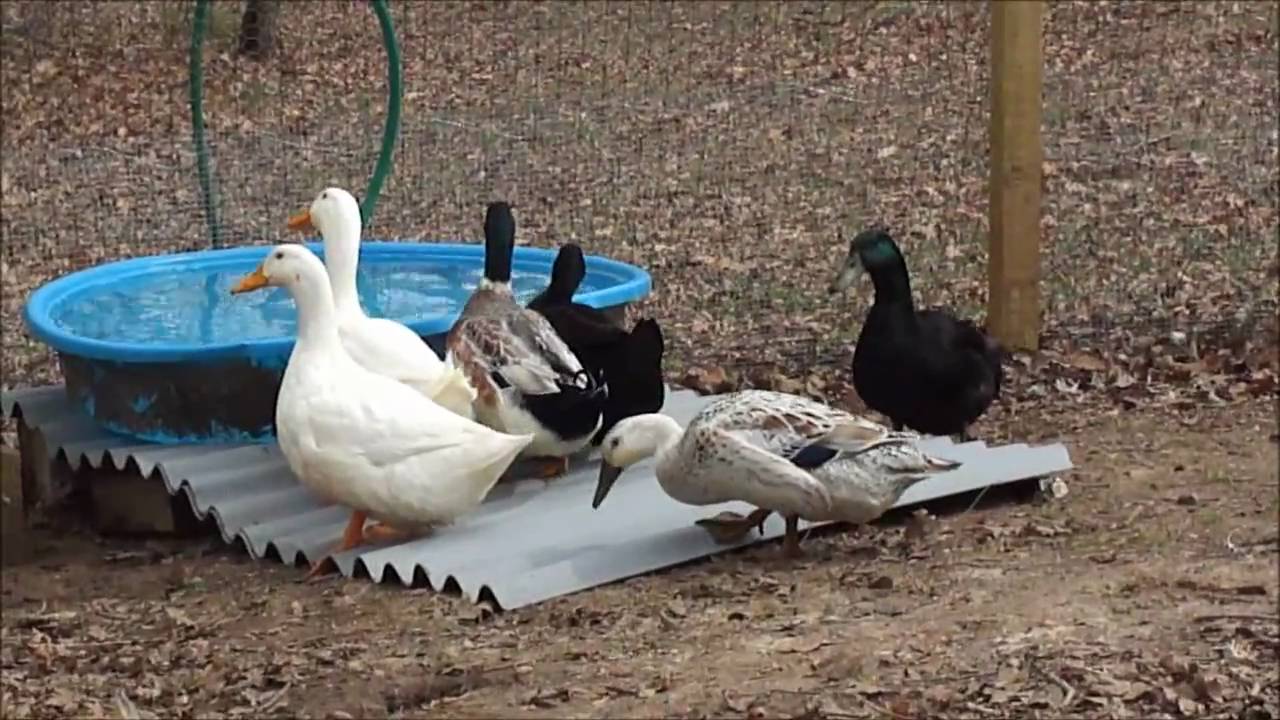 Our Six Pet Duckies enjoying the early spring, a frog, and bathtime & pool