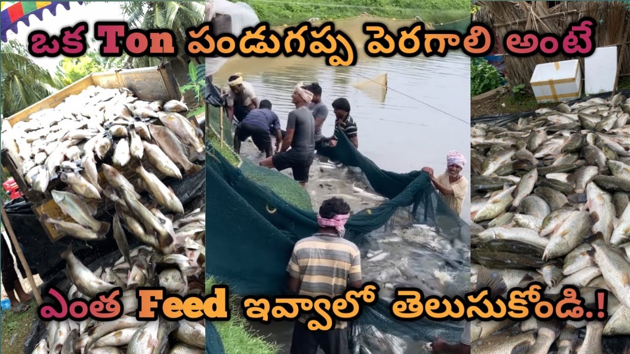 ఒక Ton పండుగప్ప పెరగాలి అంటే  ఎంత Feed ఇవ్వాలో తెలుసుకోండి.! #konasemavlogs #like #share #subscribe