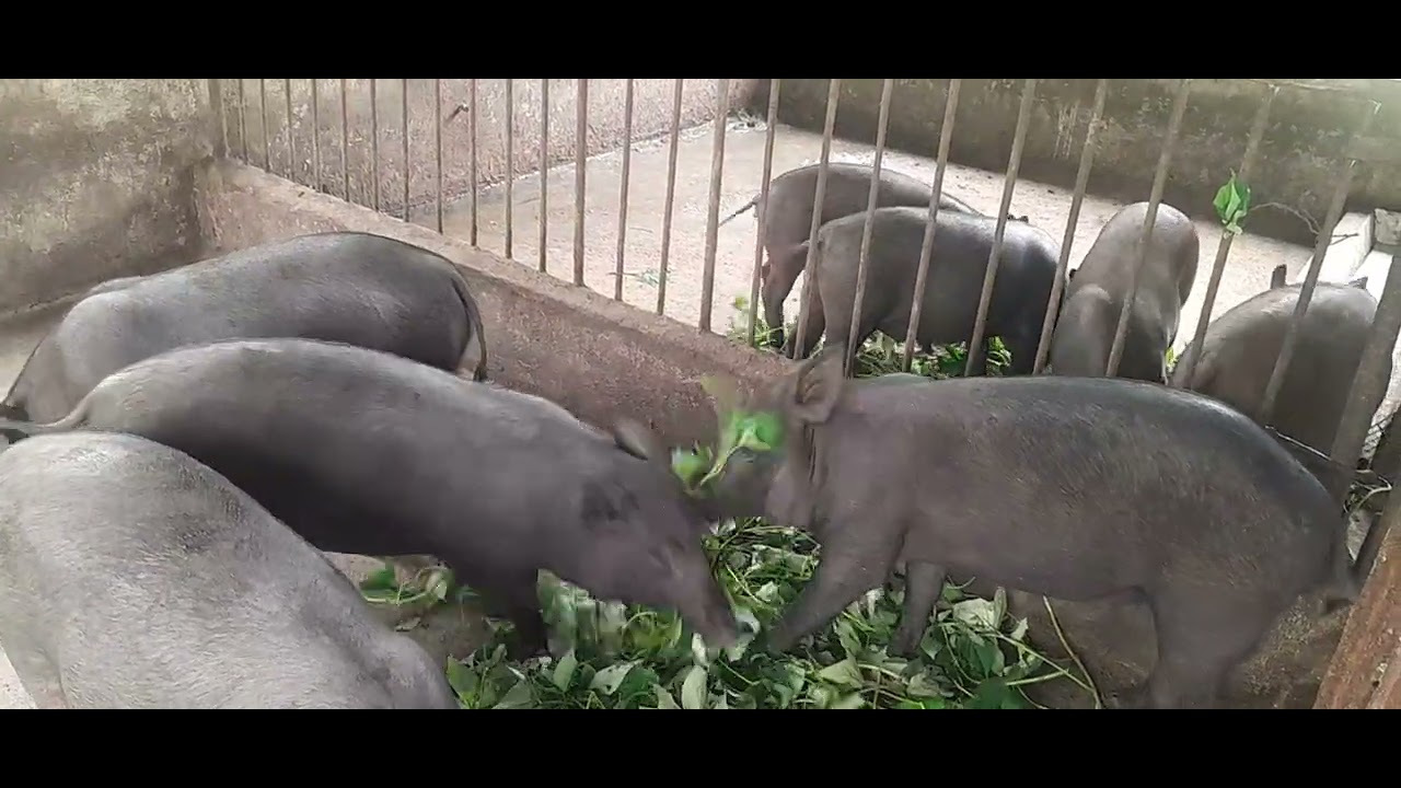 Heo rừng lai ăn gì cũng được 