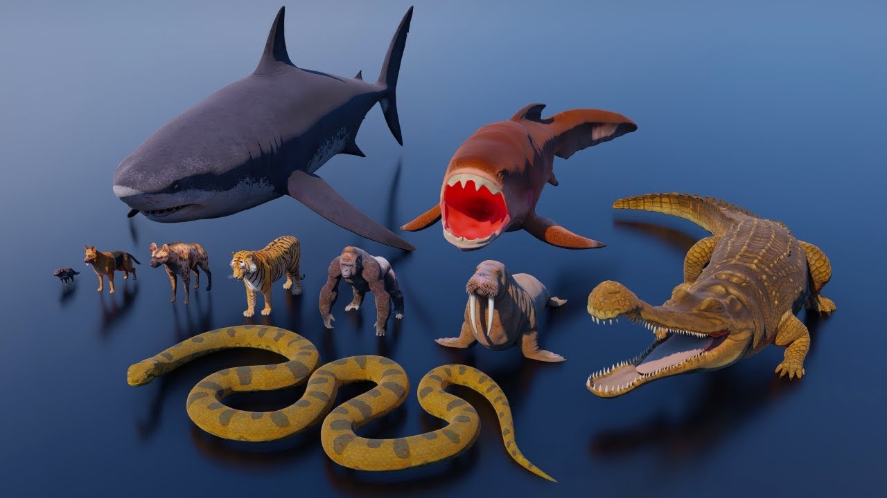 Animals 3D size Comparison of the Top 50 Animal Bite Forces