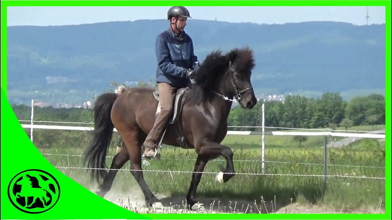 Warum reiten viele Reiter, Tölt mit zu hohem Zügeldruck ? (Teil 1/2)