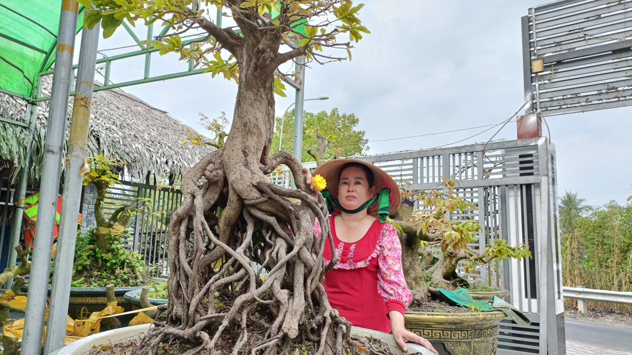 Gl.Mai vàng 4 quý ghép ngày đầu năm.(Mùng 1 tết) (0973/648/020) Thúy 