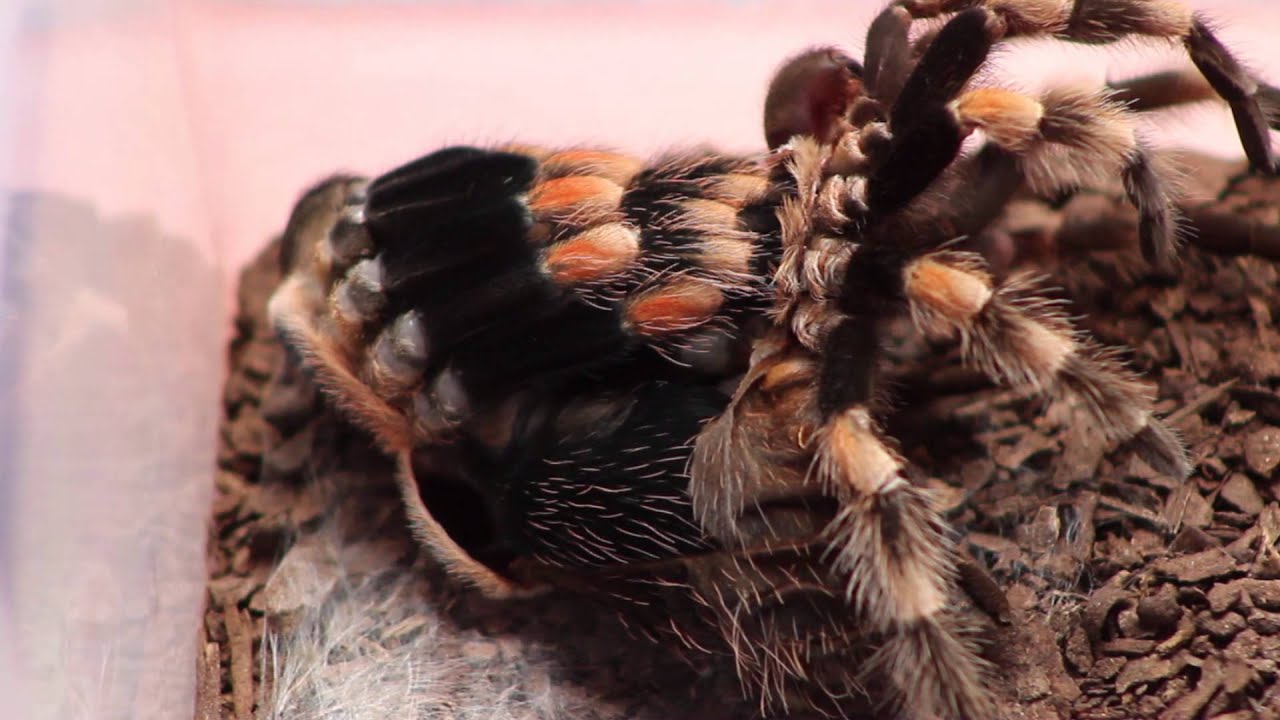 Time lapse tarantula molting! B. smithi. (watch in HD!)