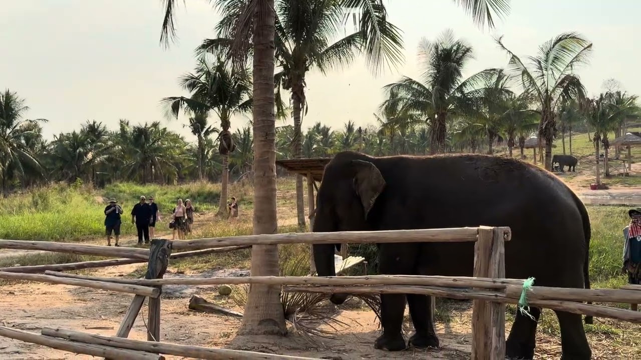 Chonburi - Elephant plucks two coconuts from tree and crushes one with foot 