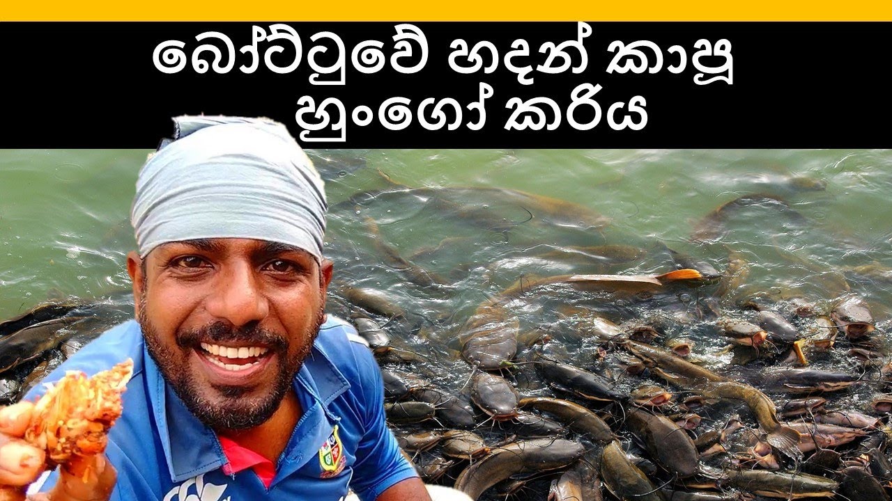 මුහුදු හුංගෝ කරිය සමග බෝට්ටුවේ කාපු බත 🇱🇰😍🇱🇰