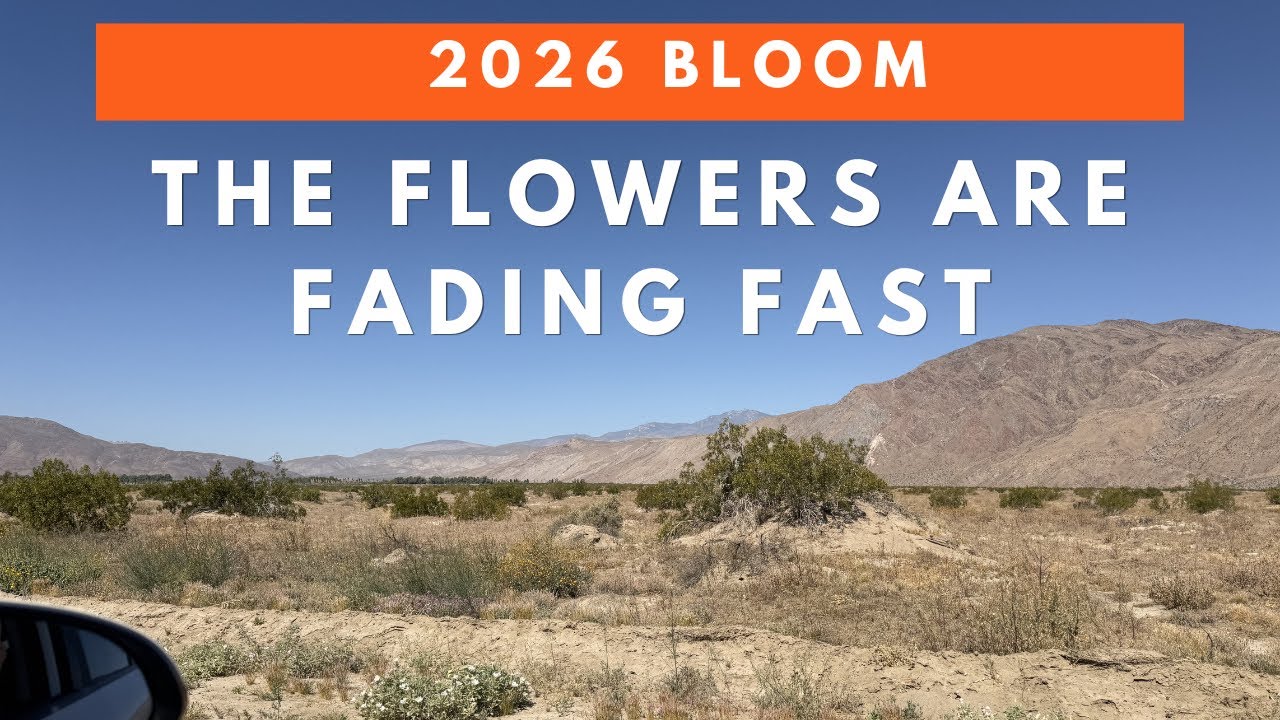 Wildflowers Are Fading Fast in Anza-Borrego Desert | End of the 2026 Bloom?