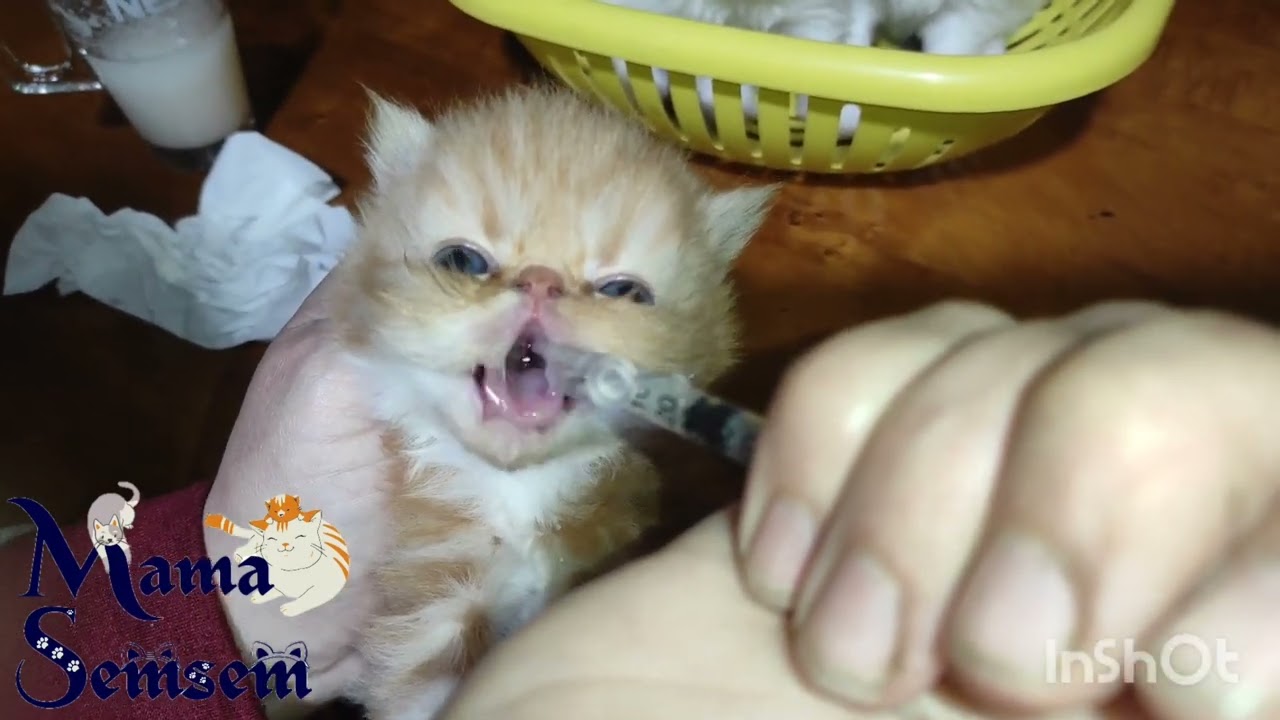 متى تاكل القطط الصغيره ؟