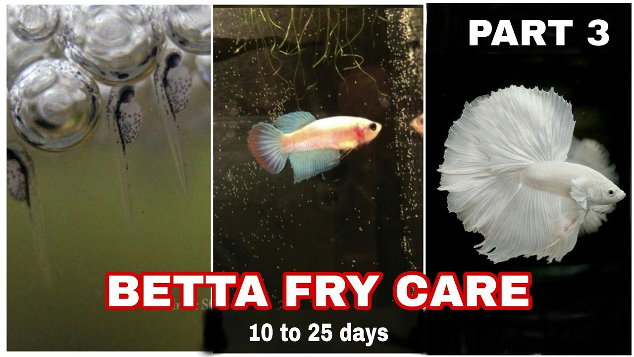 betta fry care malayalam | betta fry care |fighter baby care | betta fry food care | niya bettas