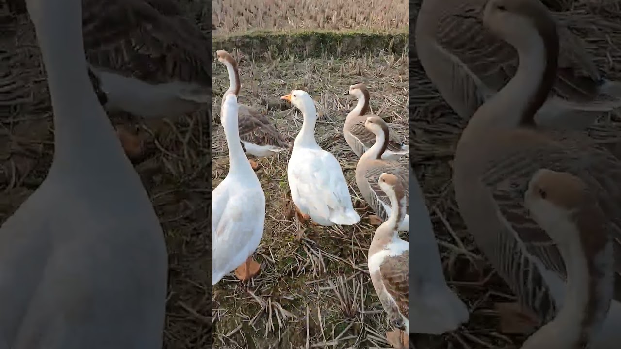 আপনাদের মাঝে আবারো রাজহাঁসের ভিডিও নিয়ে চলে আসলাম #funny 