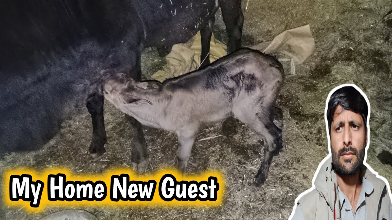 My Home Cow New Baby 