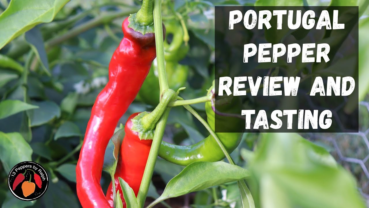 Portugal Pepper Review and Tasting