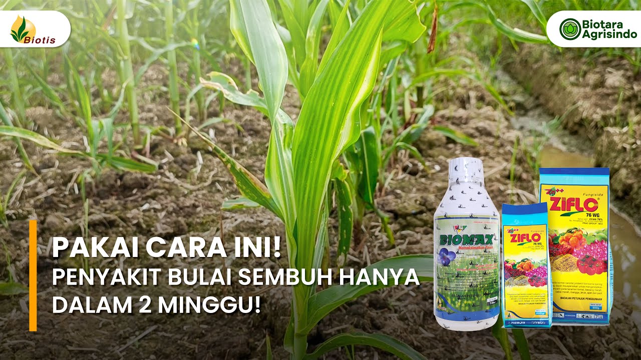 BIOMAX & ZIFLO 76 WG || Kombinasi Kuat Kendalikan Bulai