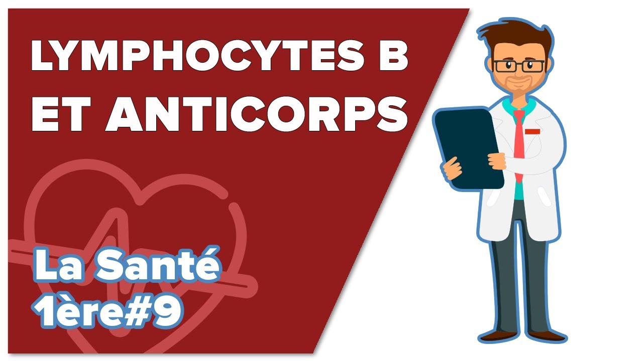 Immunité adaptative 2 :  Lymphocytes B et Anticorps - SVT - SANTÉ 1ère spé #9 - Mathrix
