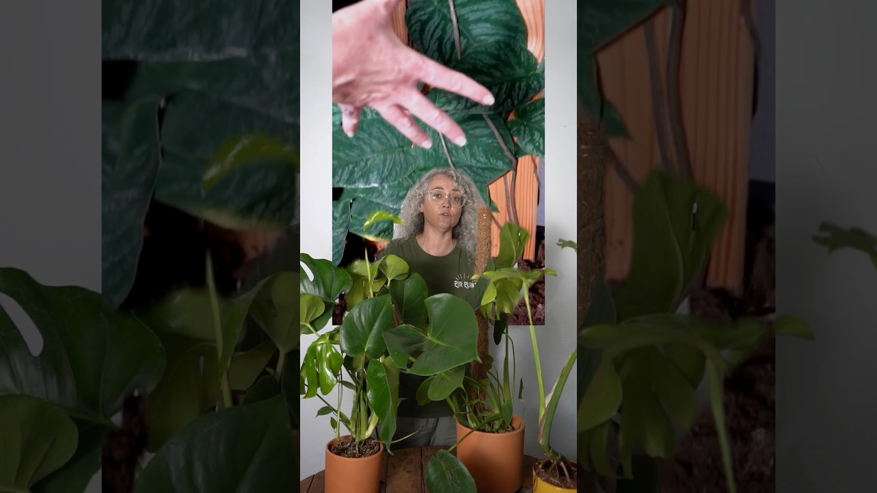 Qu&eacute; hacer con las Ra&iacute;ces A&eacute;reas de la Monstera