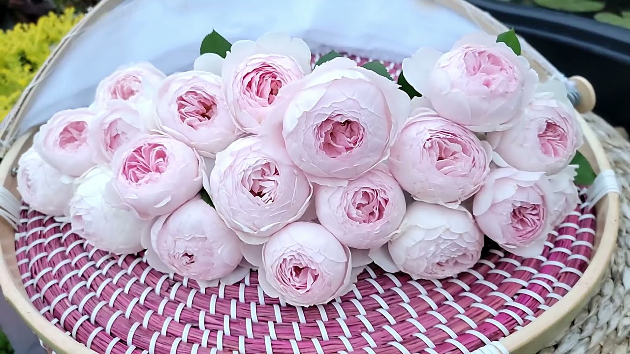 Earth Angel Spring 2021