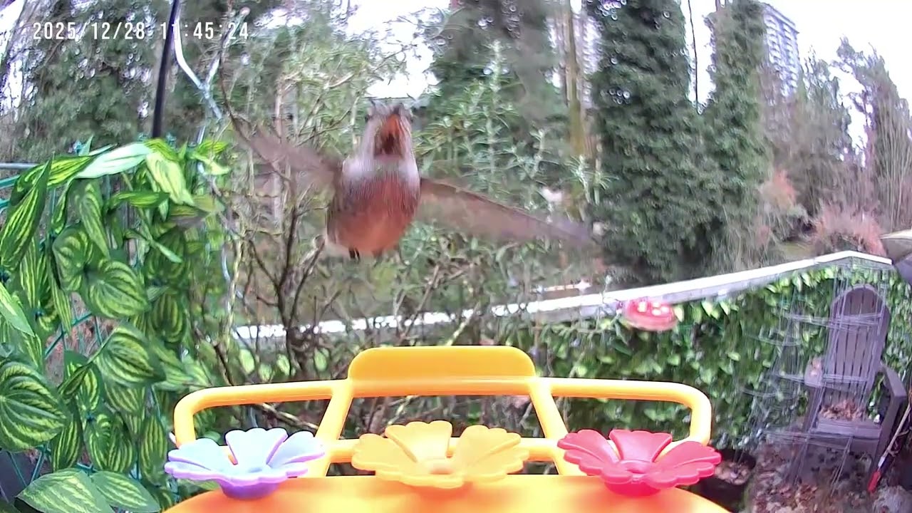Orange Feeder Experiment: Hummingbird Visits Tripled | Zippy Hummingbirds