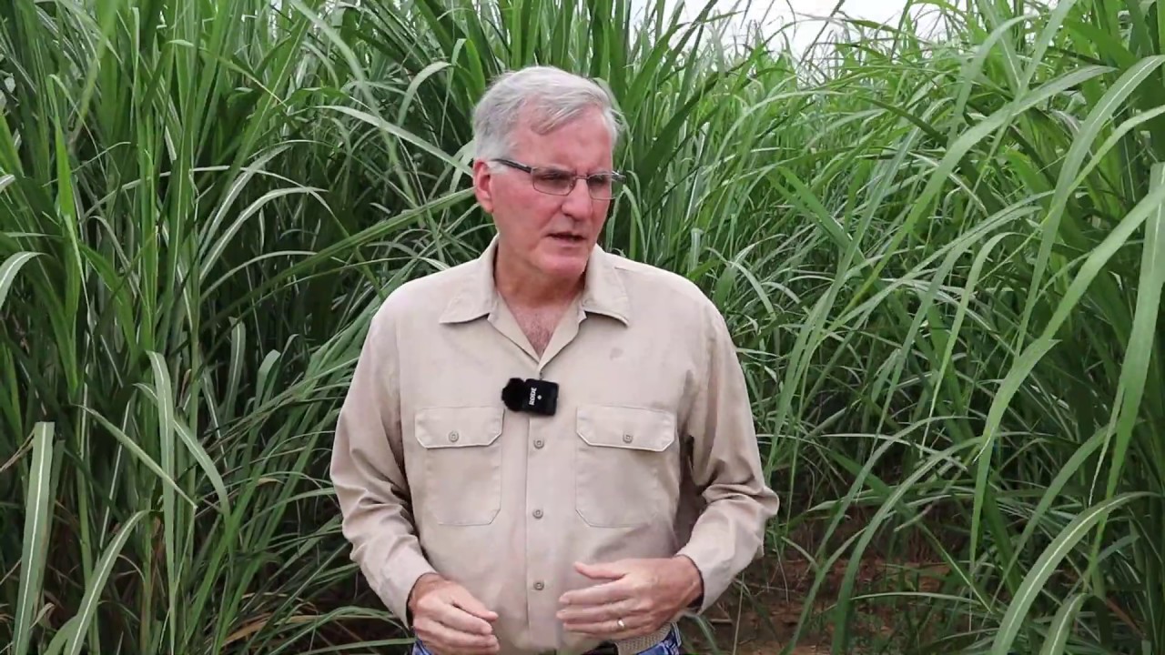 2020 Sugarcane Update & Breeding Program