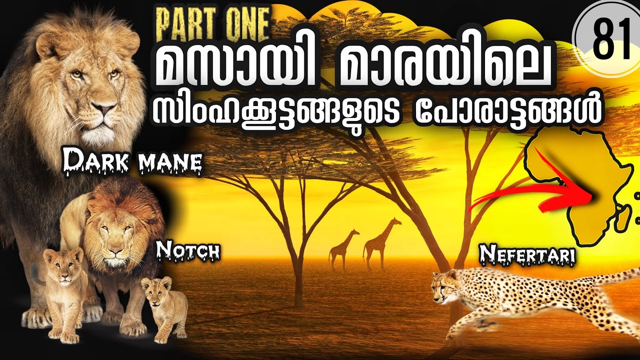 സിംഹങ്ങളുടെ പോരാട്ടങ്ങൾ 1  | Marsh Lions | Lion Coalitions of Masai Mara | Julius Manuel