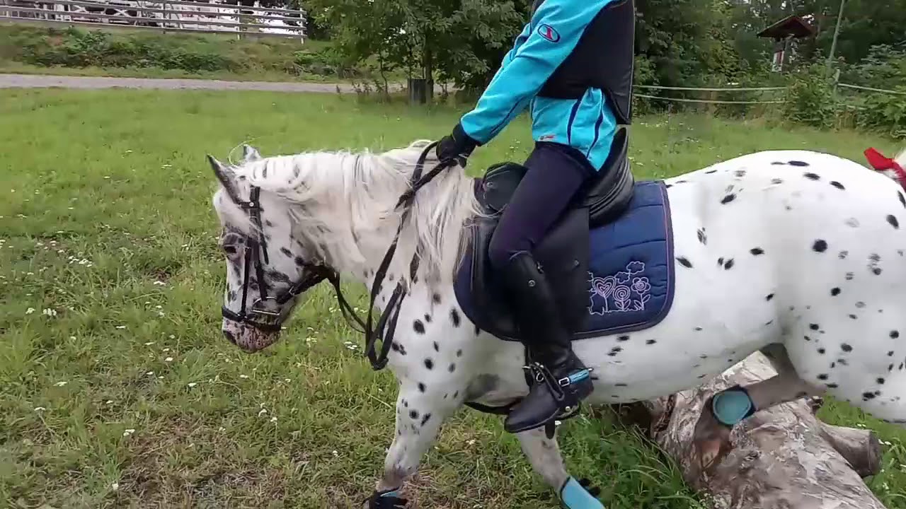 Eventing with my British Spotted Pony