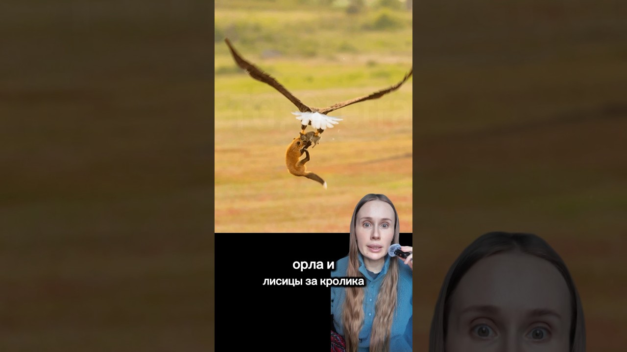 ЛИС И ОРЕЛ СРАЖАЮТСЯ ЗА ОБЕД ПРЯМО В ВОЗДУХЕ