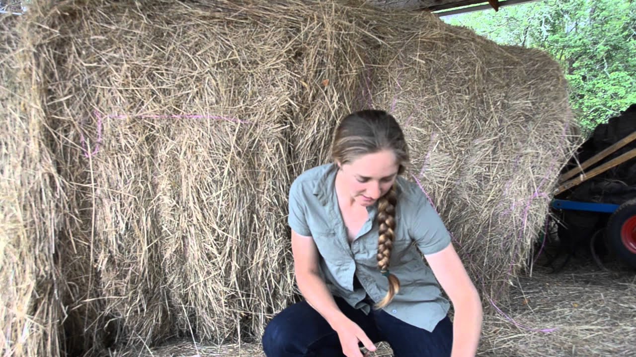 Garlic varieties to grow in the home garden