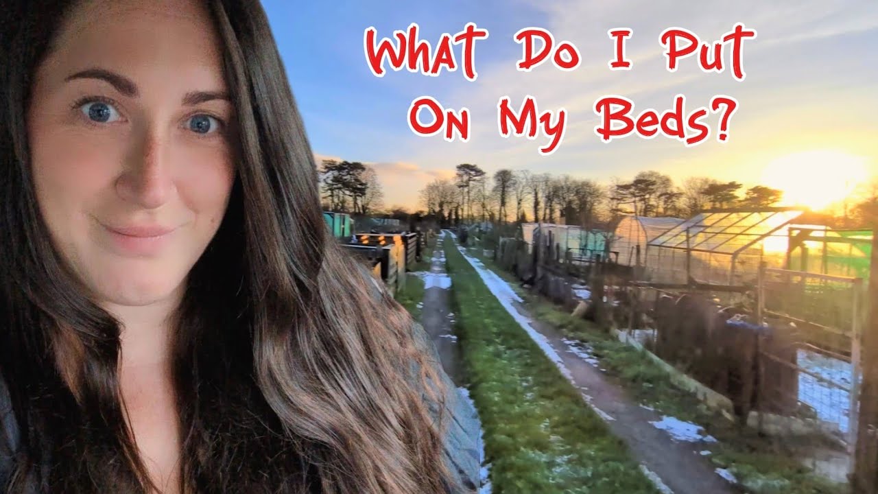 Feeding my soil for abundance |January Jobs | allotment gardening uk