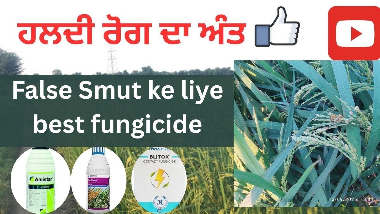 💥 HALDI ROG ka THE END! 🔥 Best Fungicide for FALSE SMUT | Rice Farming Tips 🌾 