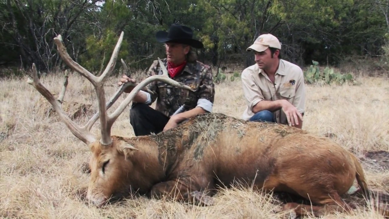 The Most Unique Deer Species in the World.
