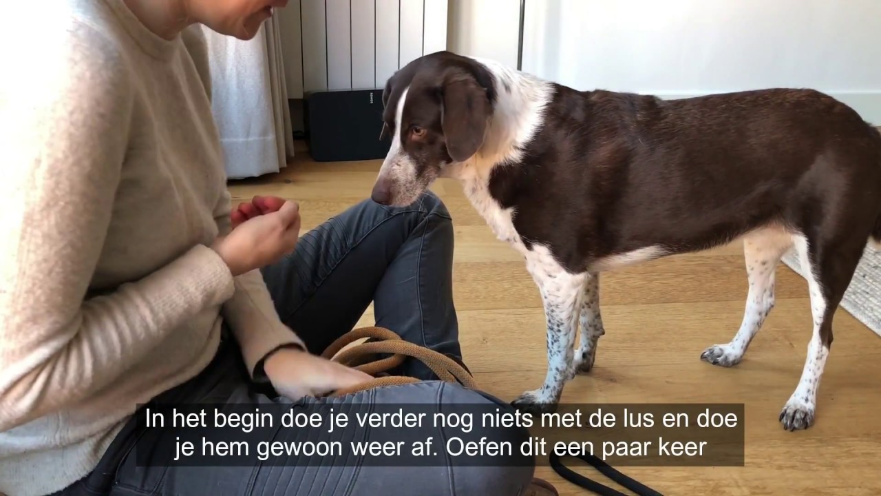 Hond steekt kop zelf door de opening van tuig of halsband