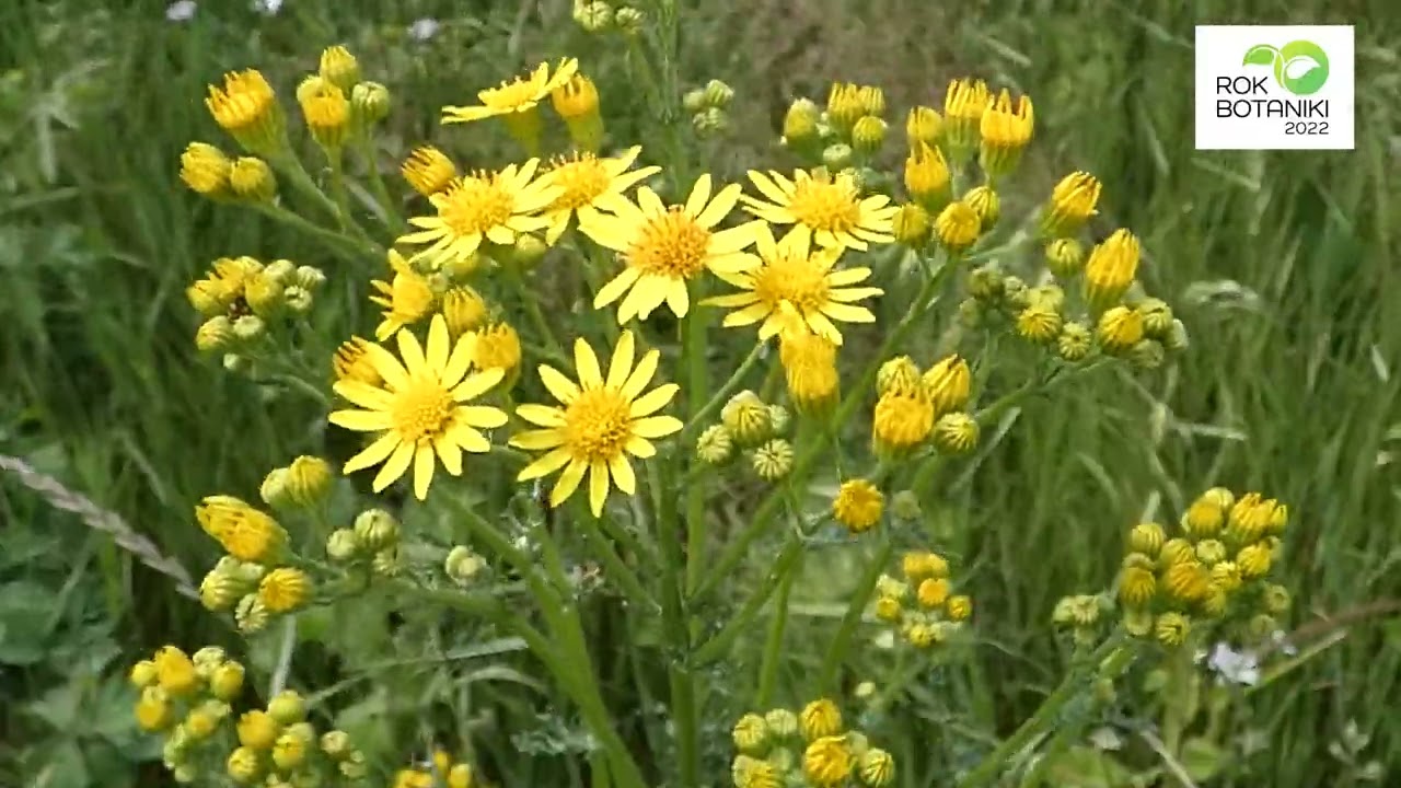 Starzec jakubek