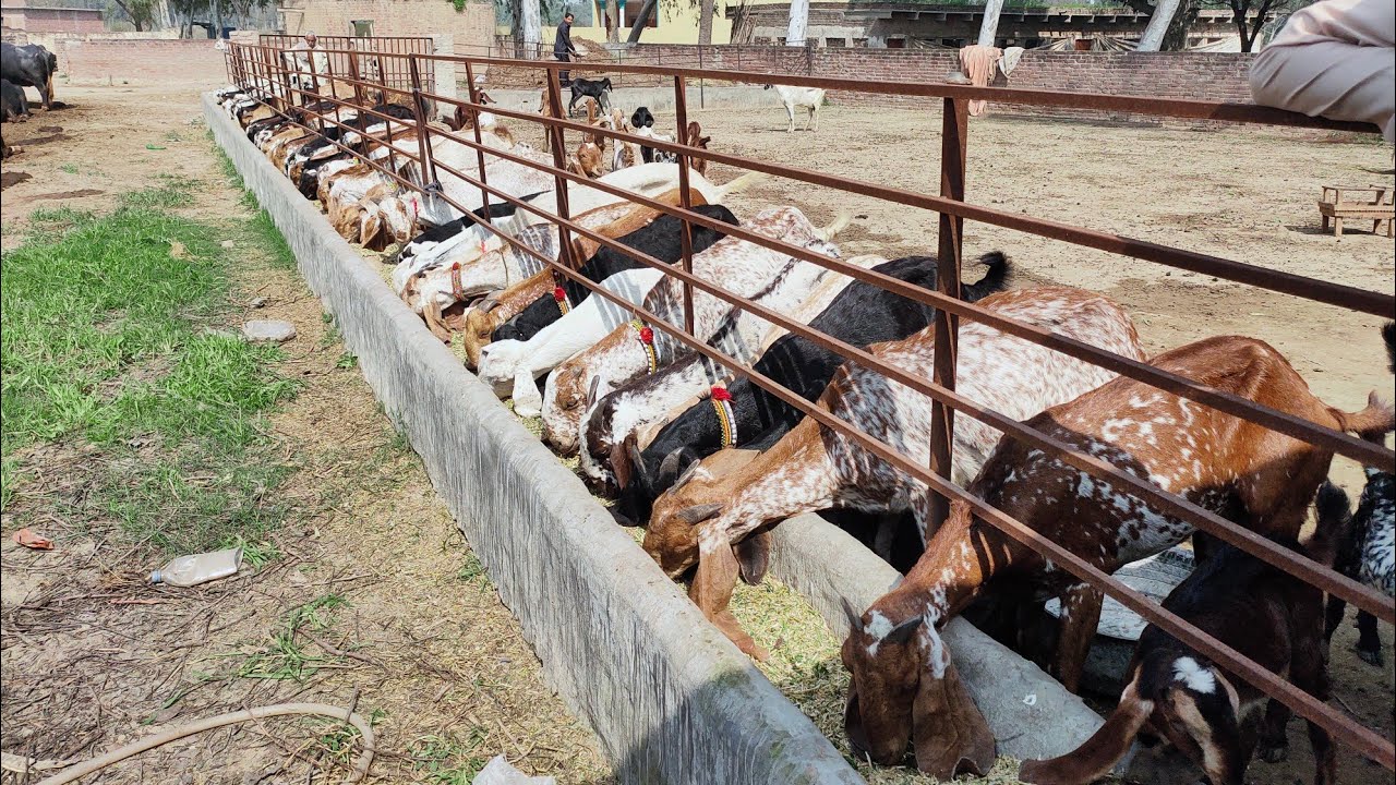 Biggest modern goat farm in Pakistan||goat farming business in Pakistan||goats business in Pakistan
