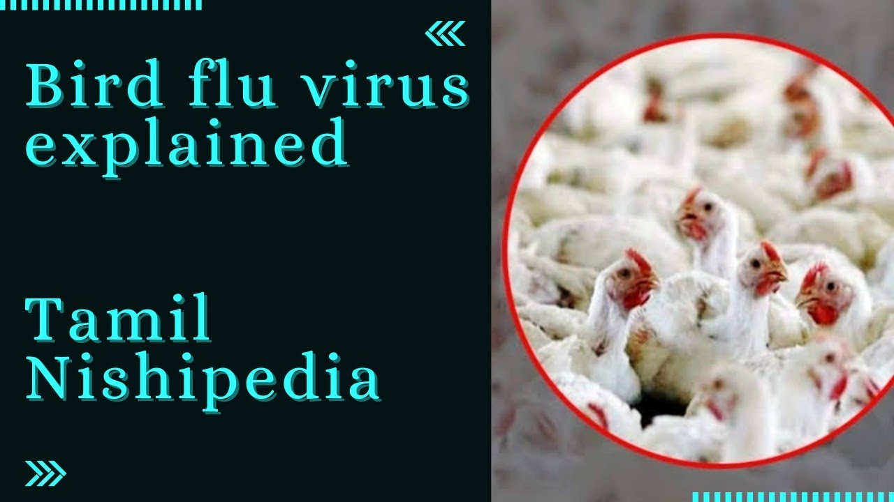 Bird flu virus Explained | Avian influenza | Tamil | Nishipedia