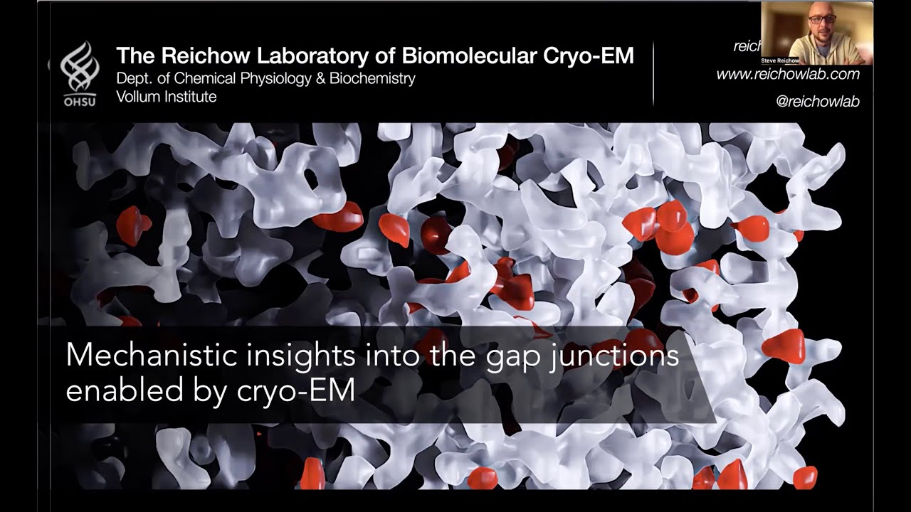 Mechanistic insights into the gap junctions enabled by cryo-EM.