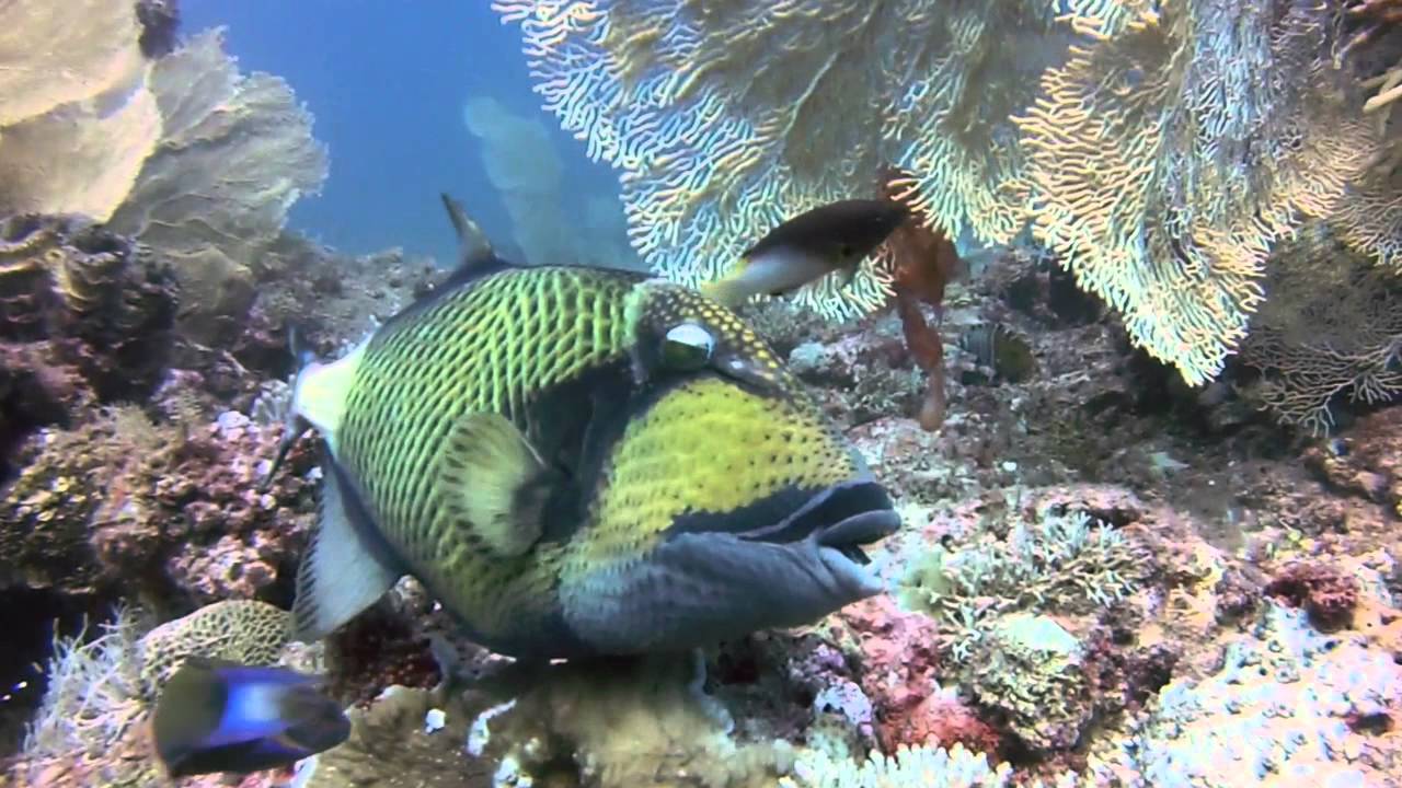 nosy komba plongee HD 720p
