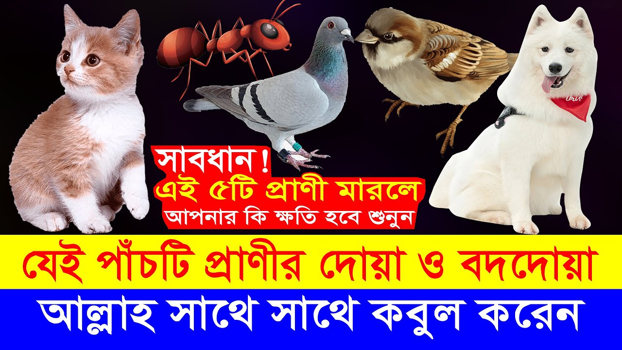 যেই ৫টি প্রাণীর দোয়া ও বদদোয়া আল্লাহ সাথে সাথে কবুল করেন! তাই এদের বিষয়ে সাবধান!