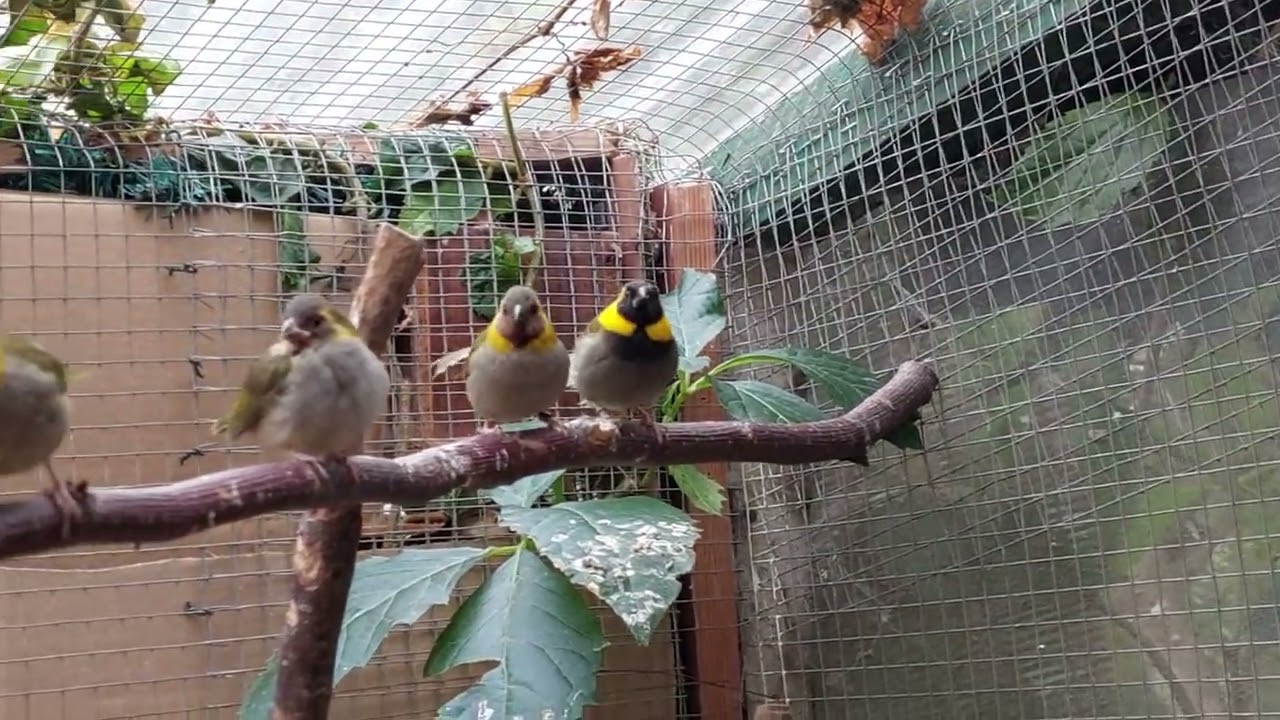 2024. Para kubaników (Tiaris canora) z 3 młodymi. Couple of the Cuban grassquit with 3 youngsters