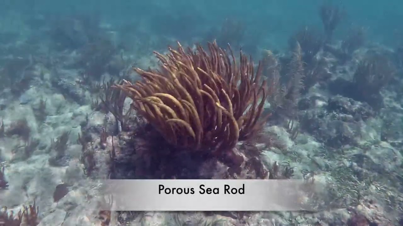 St  John Underwater -Episode 12