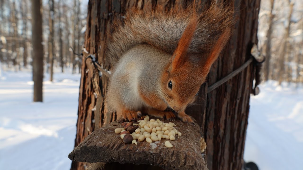 Две незнакомые голодные белки / Two unfamiliar hungry squirrels