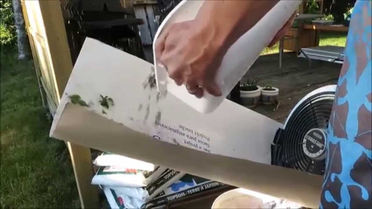 How to quickly sort / clean wild blueberries by blowing and floating