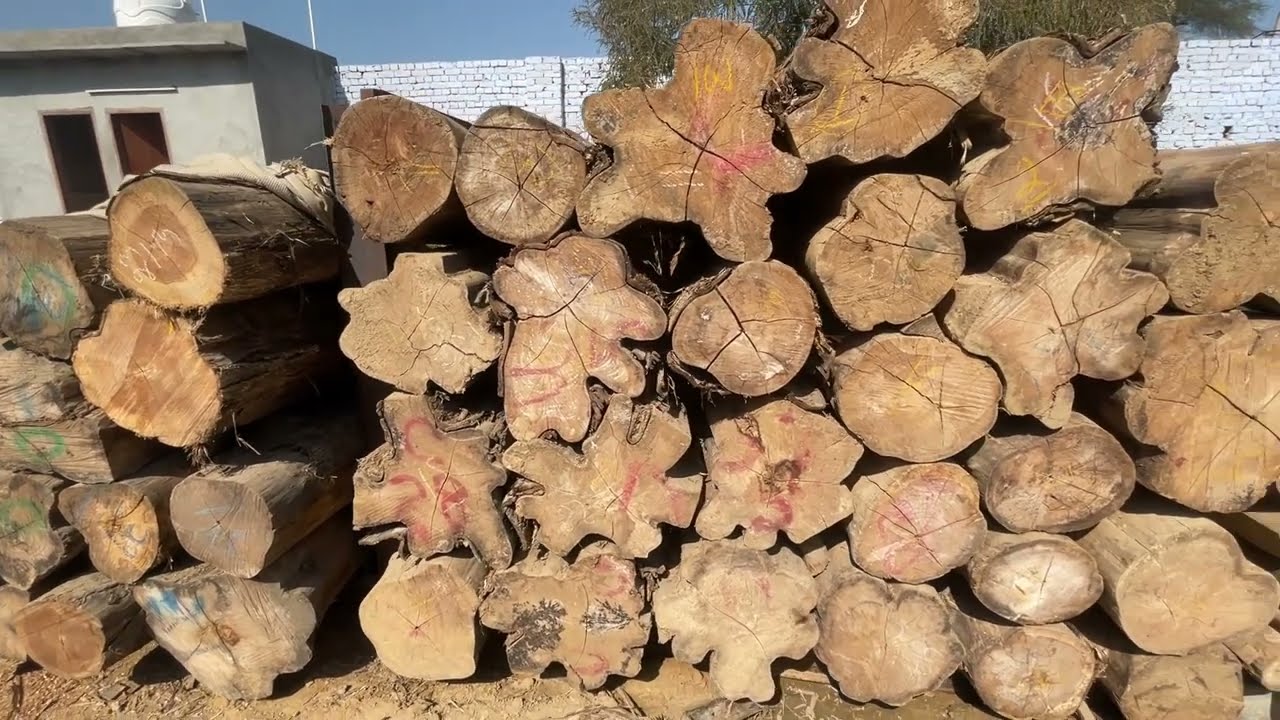 Premium Quality Teak Wood Logs at Wholesale Rate - Jagdev Saw Mill Sirsa, Haryana 📞09416010839