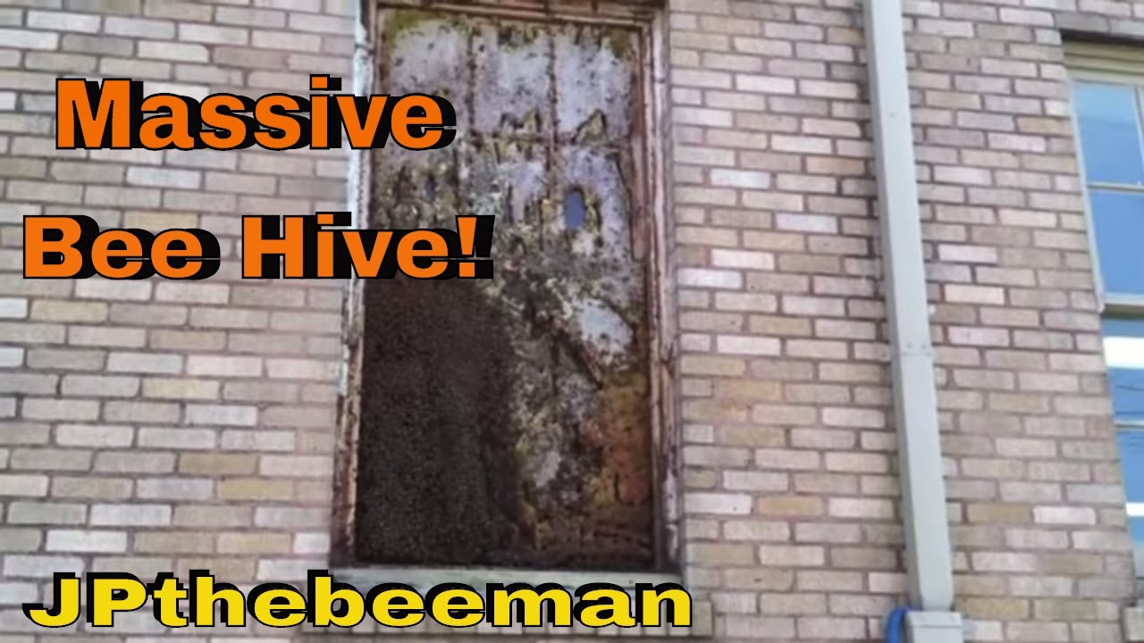 Massive Bee Hive On Window 35' Up!