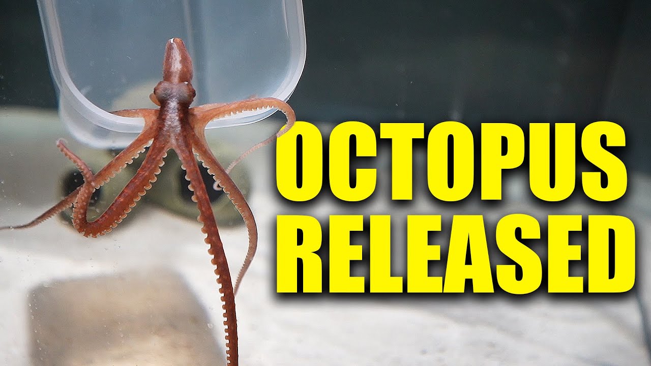 Octopus and sharks added to the fish tanks!