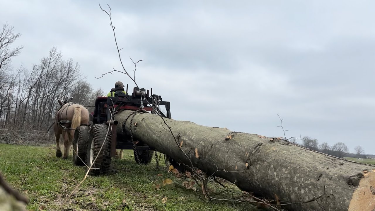 Лошади, джиггер и бревна
