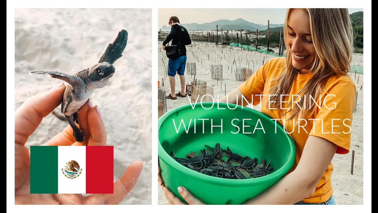 BABY SEA TURTLES! | Volunteering in Colola, Mexico with SEE Turtles